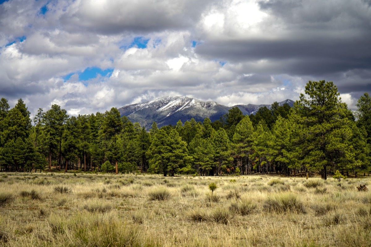 Ponderosa pine forest with a snow-dusted peak in Arizona's high country, similar to the terrain surrounding Pinetop-Lakeside